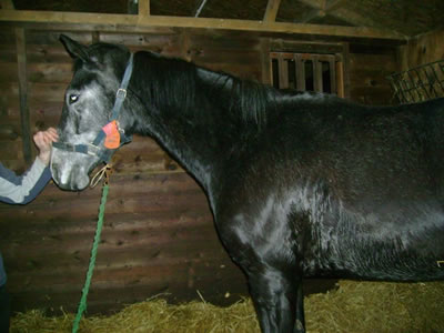 horse