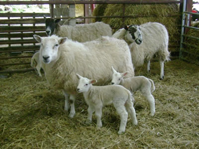 Sheep